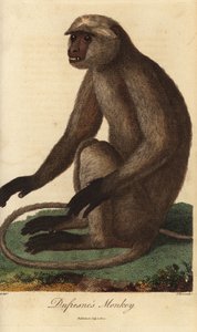 Semnopitheque entelle - Grauer Langur oder Hanuman-Langur, Semnopithecus entellus (Dufresne