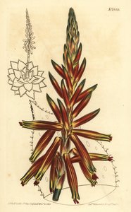 Kurzblättrige Aloe, Aloe brevifolia