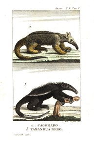 Seidenameisenbär oder Zwergameisenbär (Fourmilier) (Azaras Cagouare), Cyclopes didactylus, und schwarzer Tamandua von Unbekannter Künstler