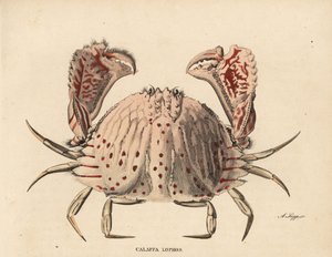 Glatt- oder Rotfleckenkastenkrabbe, Calappa calappa. Handkolorierter Stahlstich von A. Scipp aus Georg Friedrich Treitschkes Naturhistorischer Bildersaal des Thierreiches, Leipzig-1842. von Unbekannter Künstler