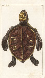 Schnappschildkröte oder Schuppenschildkröte - Starkes Wasser von Gottlieb Tobias Wilhelm (1758-1811), aus Enzyklopädie der Naturgeschichte: Amphibien
