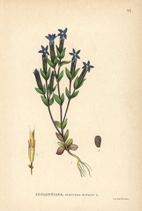 Schnee-Enzian, Gentiana nivalis von Unbekannter Künstler