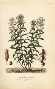 Seifenkraut, Saponaria officinalis von Unbekannt