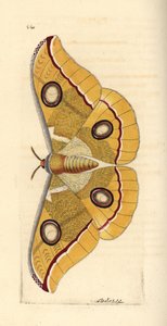 Südindischer kleiner Tussore, Antheraea paphia (Phalaena paphia). Illustration gezeichnet und graviert von Richard Polydore Nodder. Handkolorierter Kupferstich aus George Shaw und Frederick Nodder