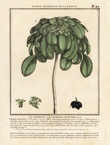 Seidelbast, Daphne laureola von Unbekannter Künstler