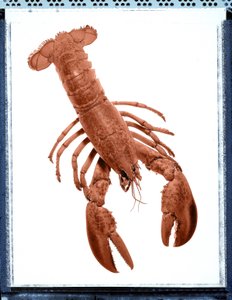 Stillleben mit Hummer