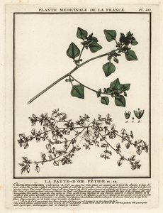 Stinkende Gänsefuß, Chenopodium vulvaria