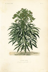 Stinkende Nieswurz