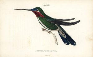 Streifenbrust-Sternkehlchen, Heliomaster squamosus (Weißgestreifter Kolibri, Trochilus mesoleucus). Handkolorierter Stahlstich von William Lizars aus Sir William Jardines Naturalist