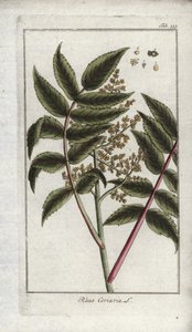 Gerber-Sumach (Rhus coriaria). Lithographie aus „Afbeelding der Artseny-Gewassen“ von Johannes Zorn (1739-1799), Niederlande
