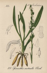 Sommer-Spiranth - Sommer-Wendelähre, Spiranthes aestivalis. Handkolorierte Lithographie aus Diederich von Schlechtendals Deutsche Flora (Flora von Deutschland), Jena von Unbekannter Künstler