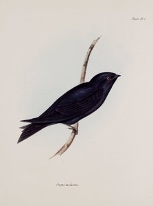 Schwalbe oder Segler, Südamerika, ca. 1832-1836