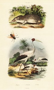 Tenrek, Storch und Bremsen, 1834-1839 (Gravur)