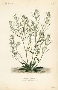 Ackerschmalwand, Arabidopsis thaliana, Arabis thaliana, Arabette rameuse von Unbekannt