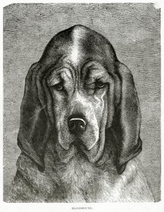 Der Bluthund. 1902 (Lithografie)