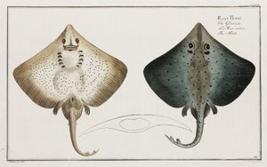 Der Rochen von Unbekannt