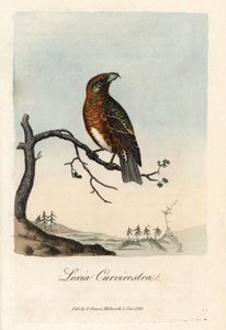 Der Schnabel kreuzt Tannen. Farbige Kupferstich von George Graves in British Ornithology