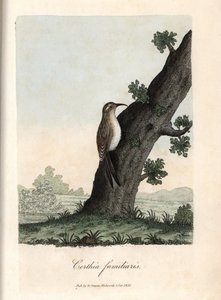 Der Kletterer der Wälder. Farbige Kupferstich von George Graves in British Ornithology