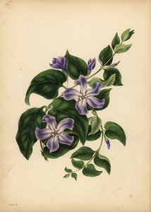Die große blaue Immergrün, Vinca major, Die Freuden der Erinnerung