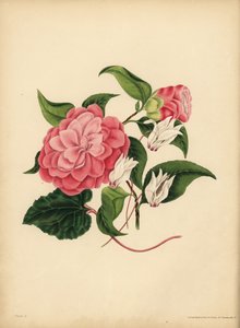Die Myrtenblättrige Kamelie oder Japanische Rose, Schönheit ist deine einzige Anziehungskraft; Das Persische Alpenveilchen, Schüchternheit