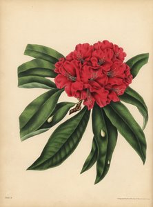 Der rotblühende Rhododendron, Gefahr
