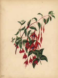 Die schlanke und kugelförmige Fuchsie, Fuchsia magellanica, Geschmack