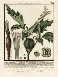 Stechapfel, Datura stramonium von Unbekannter Künstler