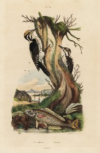 Dreizehenspecht, Picoides tridactylus, und Picarel, Spicara smaris von Unbekannt