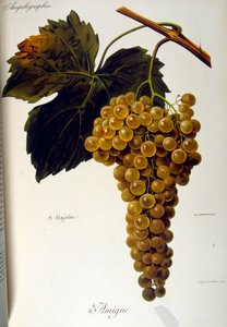 Titelseite eines französischen allgemeinen Traktats über den Weinbau (Anbau von Trauben für Wein) 1905 von Unbekannter Künstler