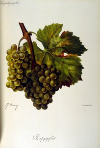 Titelseite einer französischen allgemeinen Abhandlung über Weinbau (1905) von Unbekannter Künstler