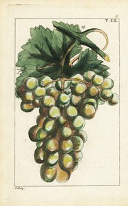 Traminer Rebsorte, Vitis vinifera