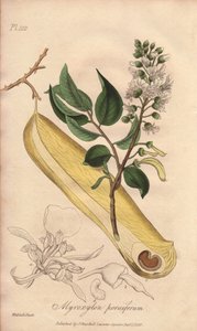 Fieberbaum (Myroxylon peruiferum) - Illustration aus „Medical Botanical, Description of the Medicinal Plants of London, Edinburgh and Dublin“ von John Stephenson und James Morss Churchill