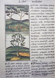 Bäume, wilde Zypressen und Tannen, Seite aus dem Florentiner Kodex, zweisprachige Version in Spanisch und Nahuatl, Allgemeine Geschichte der Dinge von Neuspanien, von dem spanischen Missionar Fray Bernardino de Sahagun (1499-1590). Aztekische Zivilisation