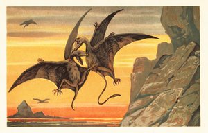 Zwei Pterodaktylen kämpfen im Flug gegen einen purpurroten Himmel. 1908 (Lithografie)