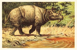 Uintatherium anceps, ausgestorbenes pflanzenfressendes Säugetier des Eozäns. 1908