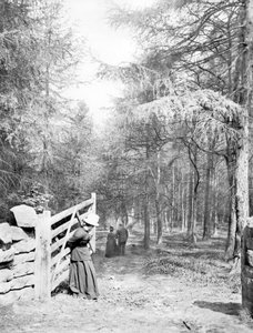 Vereinigtes Königreich: Eaton Woods, ca. 1890 von Unbekannt