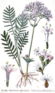 Valeriana officinalis von Unbekannter Künstler