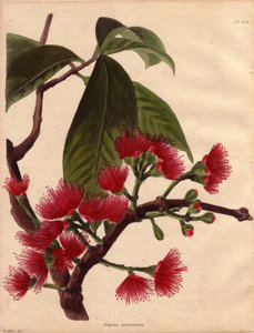 Varietät des Wasserapfels oder Rosa Apfels, mit purpurroten Blüten (Eugenia malaccensis). Tropische Pflanze malaysischen Ursprungs. Die hier dargestellte Art ist nicht nur auf die Straße von Malakka (Malaysia) beschränkt, sondern kommt in ganz Indien und d