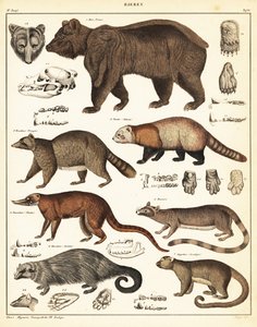 Verschiedene Bären (Lithografie) von Unbekannter Künstler