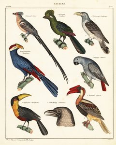 Verschiedene Vögel (Lithographie)