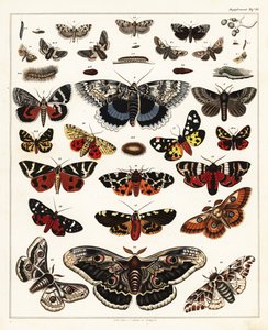 Verschiedene Schmetterlinge, Motten usw. (Lithographie)