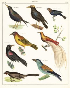 Verschiedene exotische Vögel