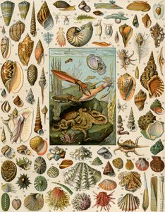 Verschiedene Molluskenarten, mit Jakobsmuscheln, Muscheln, Schnecken und Tintenfischen. Lithographie des 19. Jahrhunderts. von Unbekannter Künstler