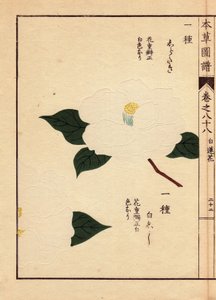 Japanische Kamelien (Thea japonica Nois): Shirataki und Shiroshishi, mit weißen Blüten (Holzschnitt von Kanen Iwasaki, aus Honzo Zufu)