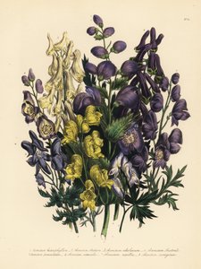 Verschiedenblättriger Eisenhut, Aconitum heterophyllum, gelber Eisenhut, A. anthora, blassgelber Eisenhut, A. ochroleucumum, Karpatenpurpur-Wolfsbane, rispiger Eisenhut, A. paniculatum, A. versicolor, gewöhnlicher Eisenhut, A. napellus, und A. variegatum. 