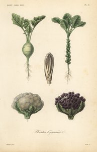Gemüse