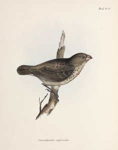 Vegetarischer Fink, Galapagos-Inseln, ca. 1832-1836 von Unbekannt