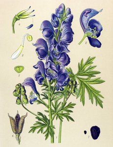 Giftige und Heilpflanze: Blauer Eisenhut (Aconitum napellus) von Unbekannter Künstler