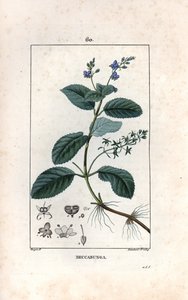 Veronique des ruisseaux oder Kresse de cheval oder Salat de chouette - Gravur von Lambert fils, nach einer Zeichnung von Pierre Jean Francois Turpin (1775-1840), aus „La flore medicale, de Chaumeton, Poiret et Chamberet“, Paris 1830 - Bachbunge oder Europä