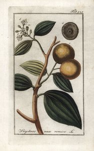 Brechnuss (Strychnis nux-vomica). Lithographie aus „Afbeelding der Artseny-Gewassen“ von Johannes Zorn (1739-1799), Niederlande von Unbekannter Künstler